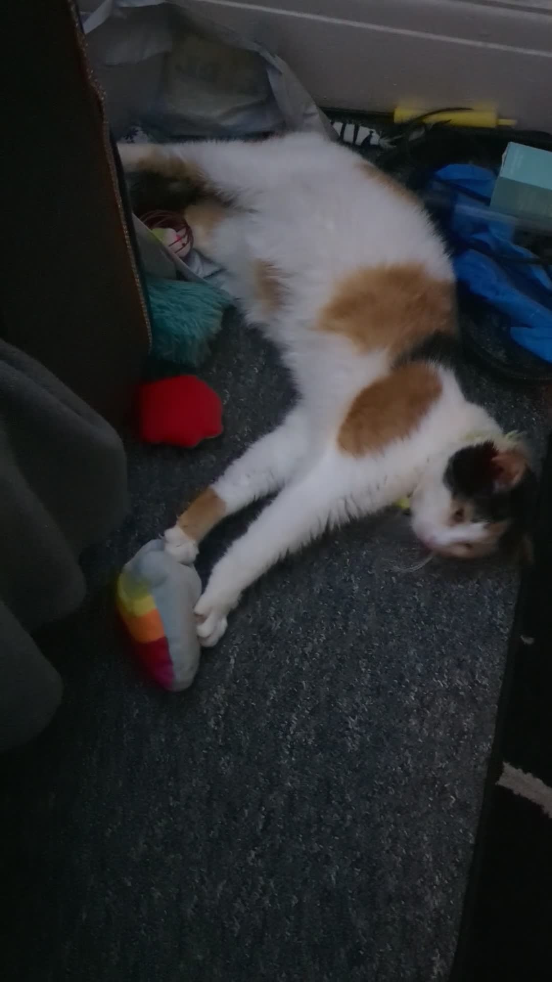 Mixed Breed cats for sale: Friendly Calico female for sale  in Paignton - Video 1