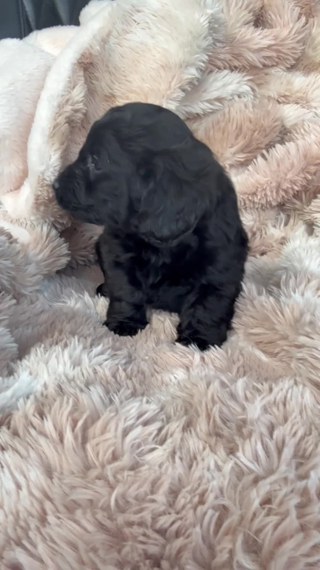 Mixed Breed dogs for sale: Daxipoo pups  - Video 4