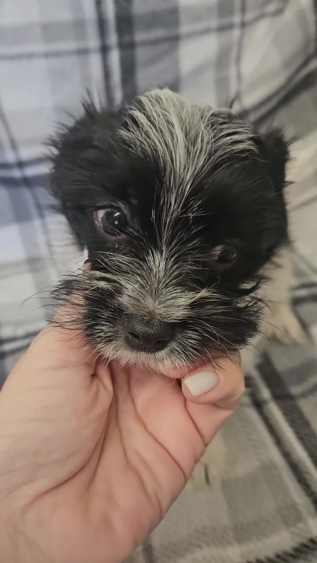 Yorkshire Terrier dogs for sale: DNA tested parents Biewer boy ready now - Video 1