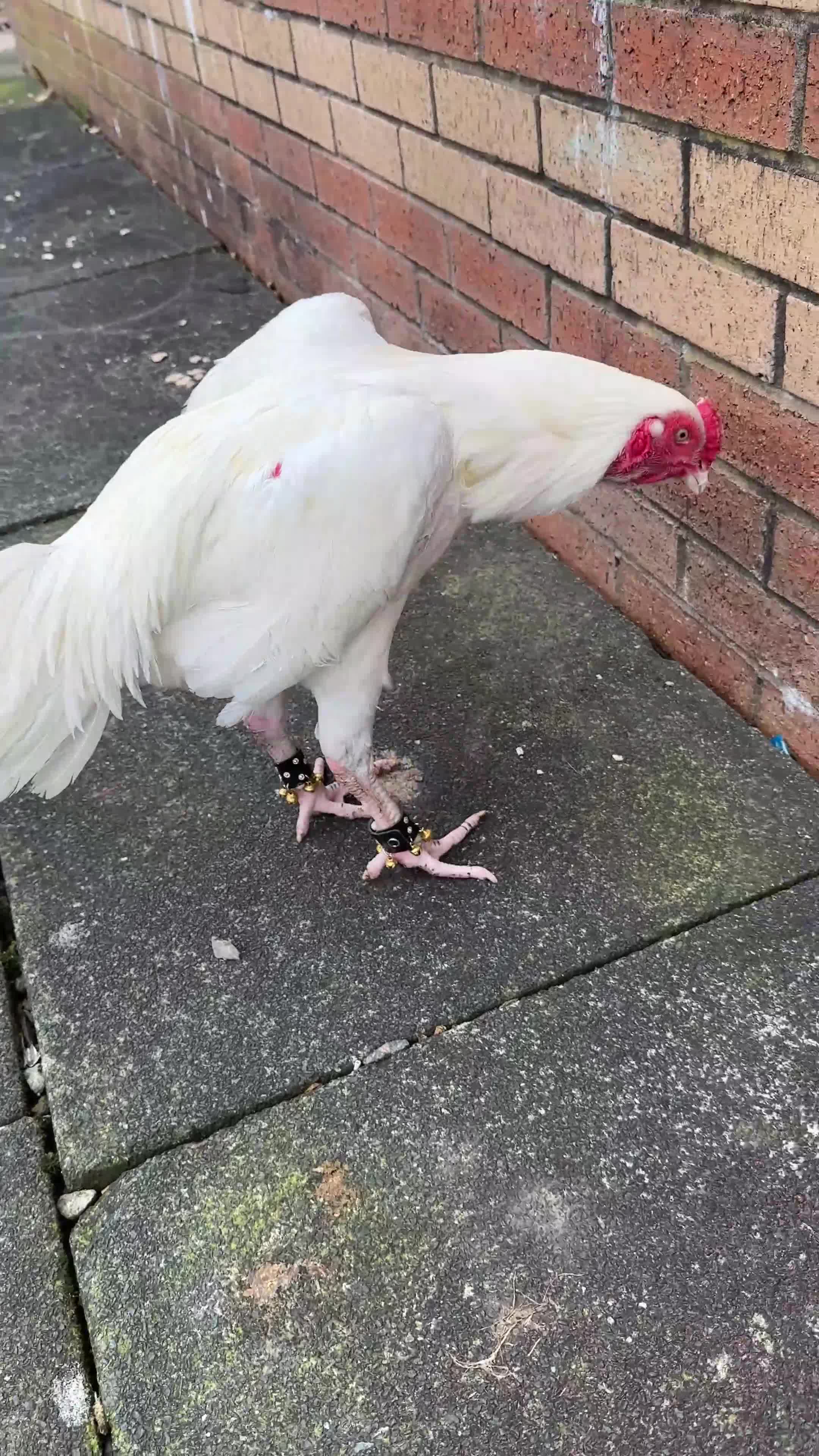 Chickens poultry for sale: Top Quality Pure White Pakistani Aseels - Video 2