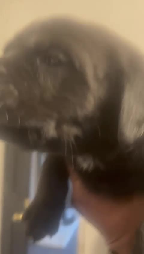 Rottweiler dogs for sale: rottweiler pups - Video 2