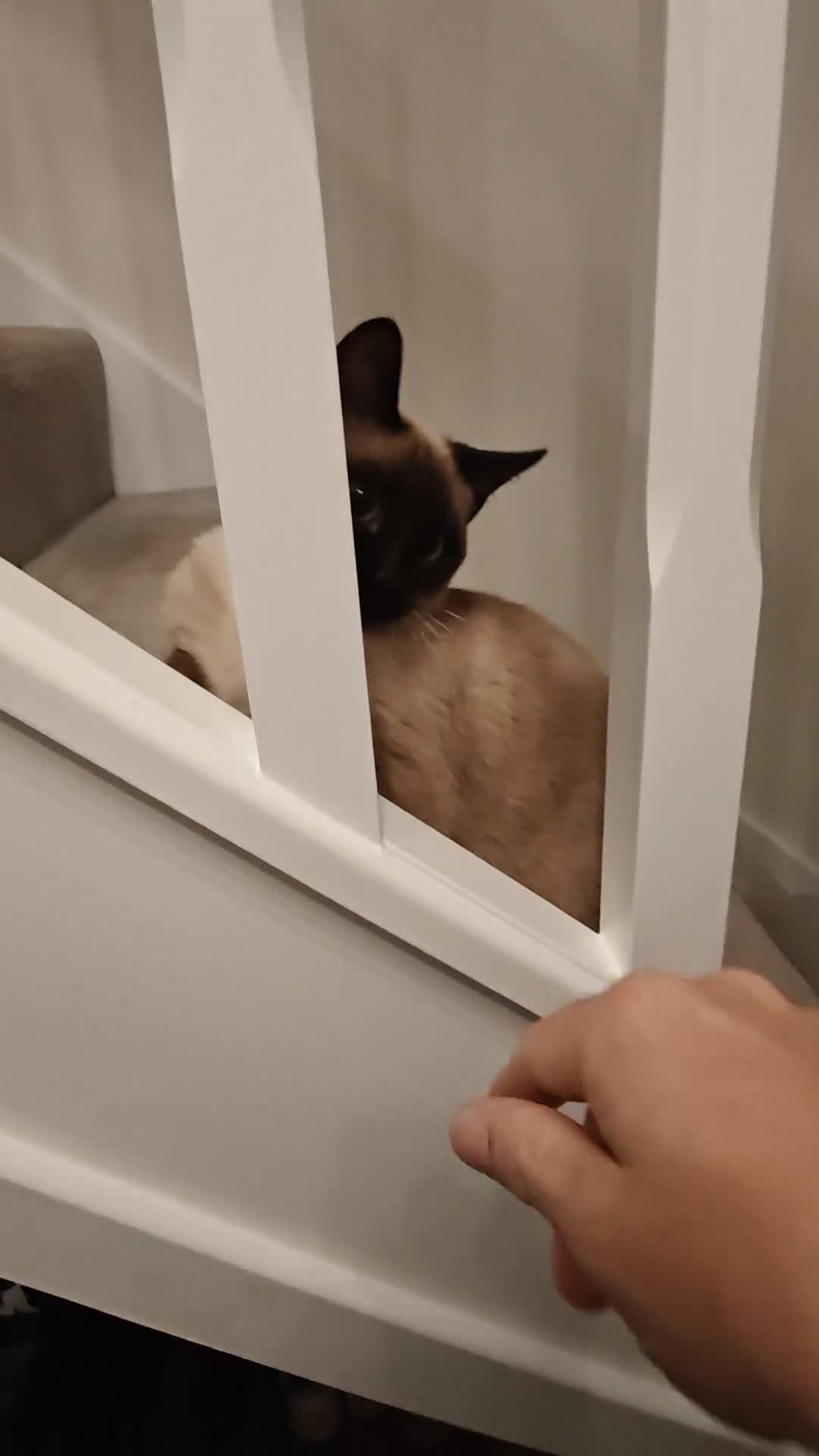 Mixed Breed cats for sale: Siamese kitten 6 months old - Video 1