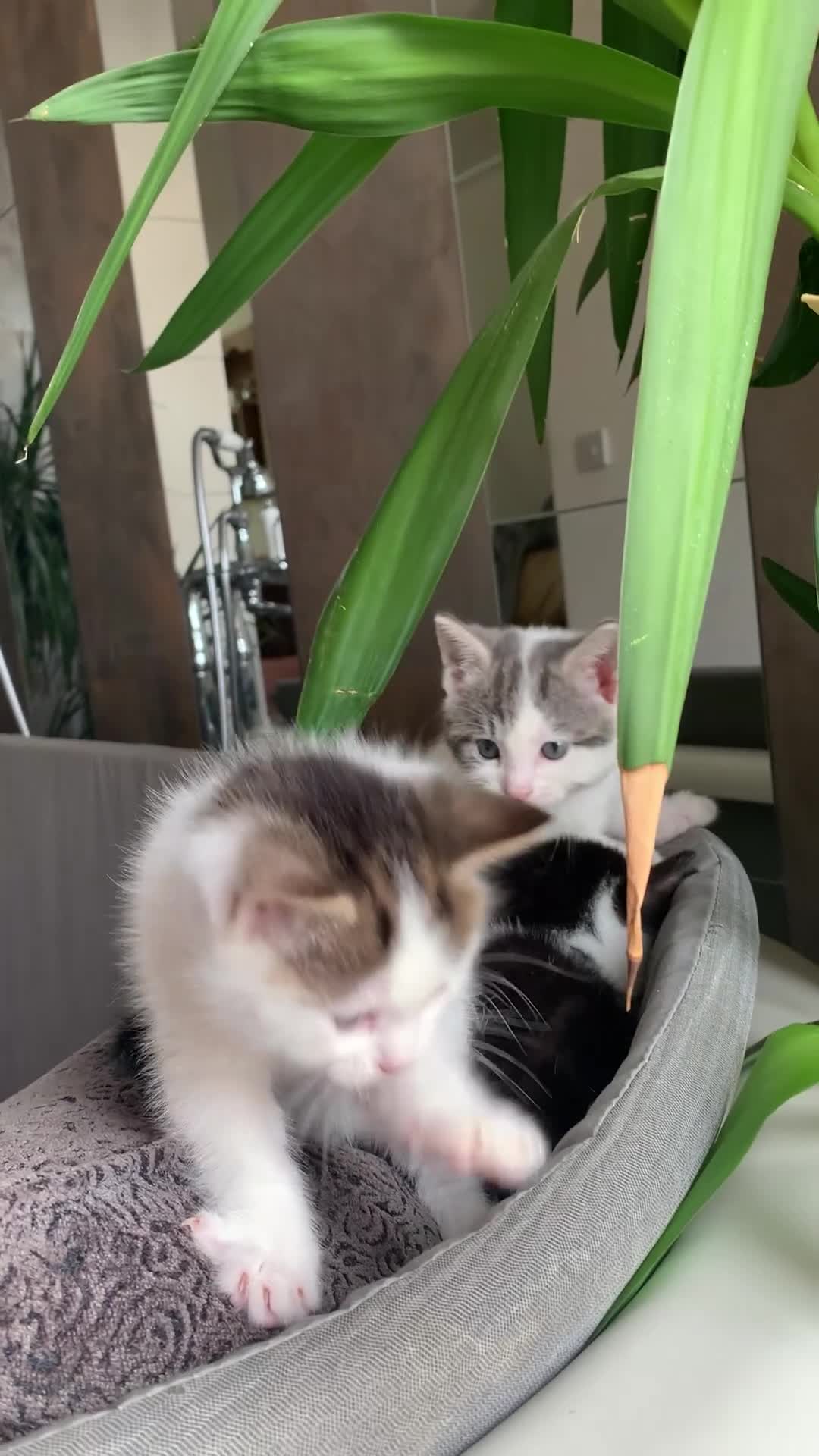 Mixed Breed cats for sale: Mixed breed Kittens  - Video 1