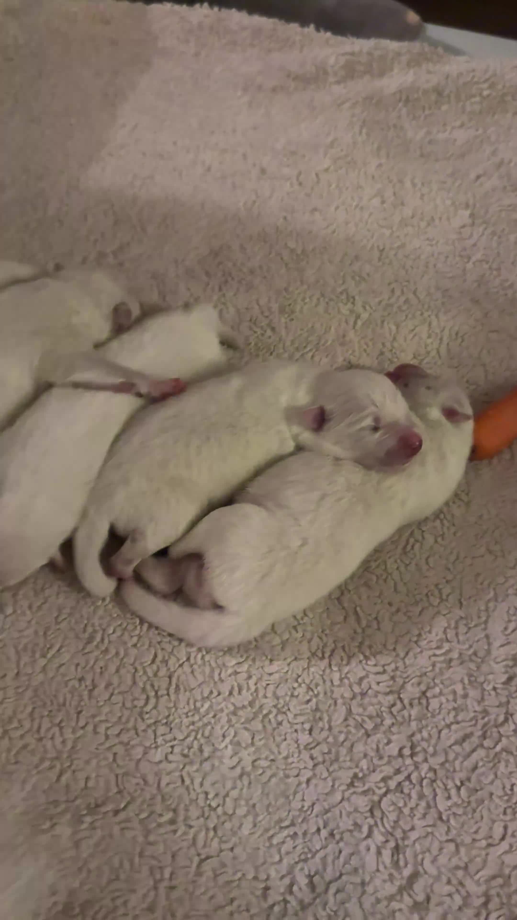 Samoyed dogs for sale: Stunning KC Registered Samoyed Puppies  - Video 1