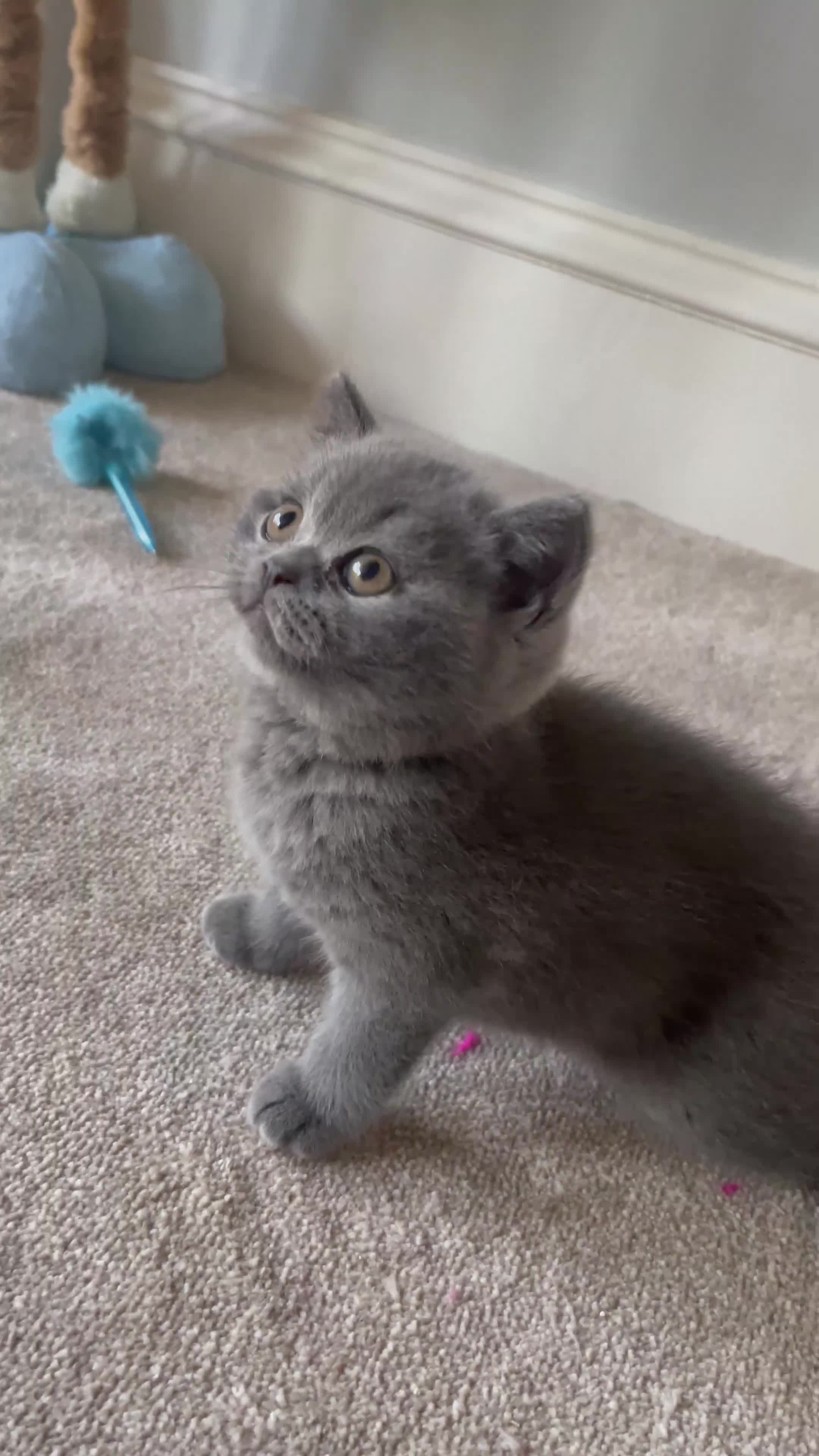 British Shorthair cats for sale: Last Chunky Boy ready to go✨ - Video 1