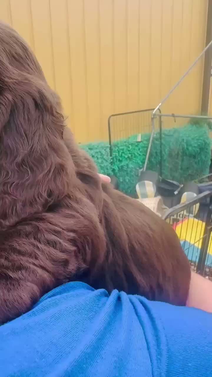 Cocker Spaniel dogs for sale: Dumplings 🥟  - Video 2