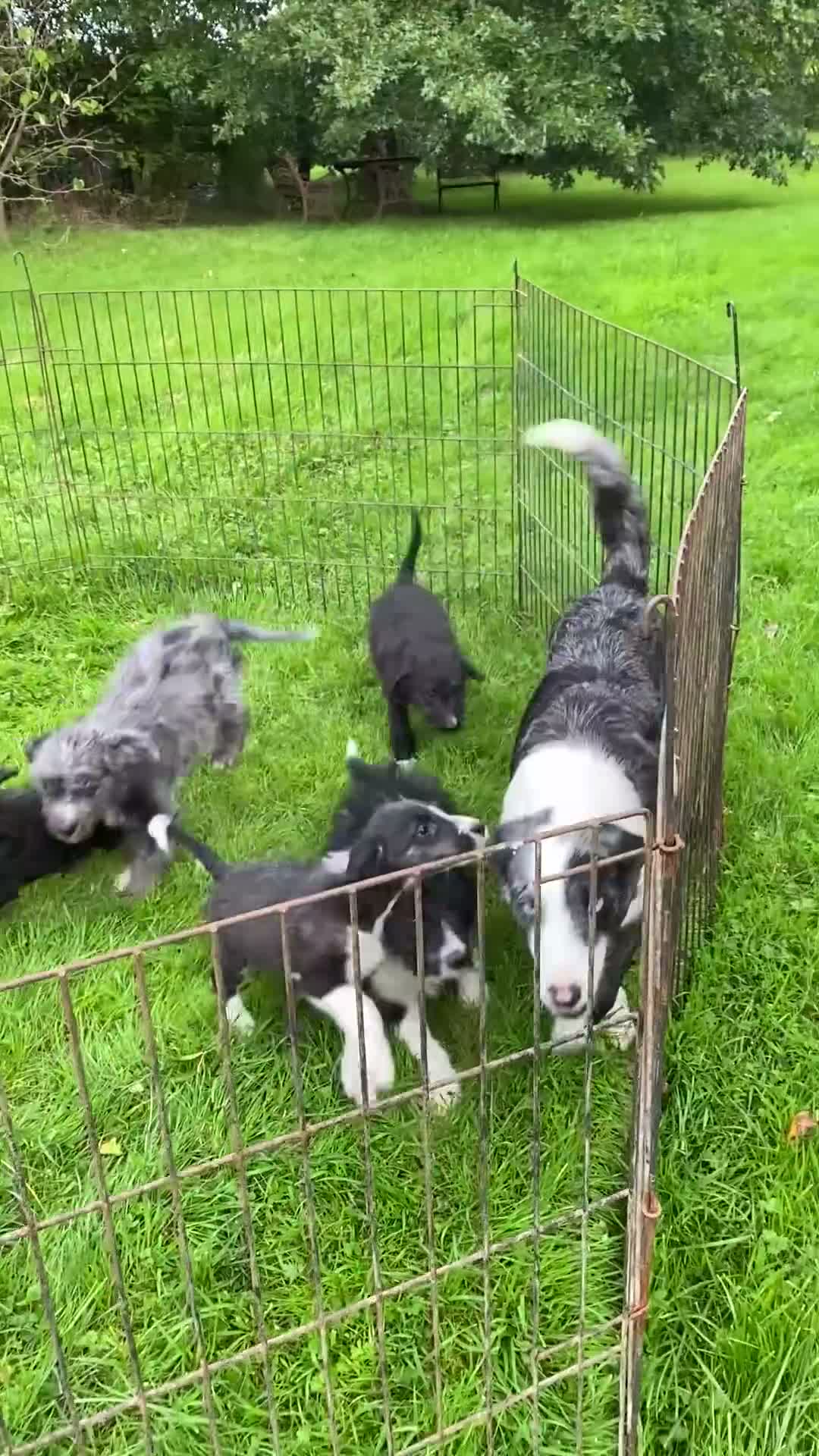 Bordoodle dogs for sale: Standard Bordoodle Puppies - Video 1