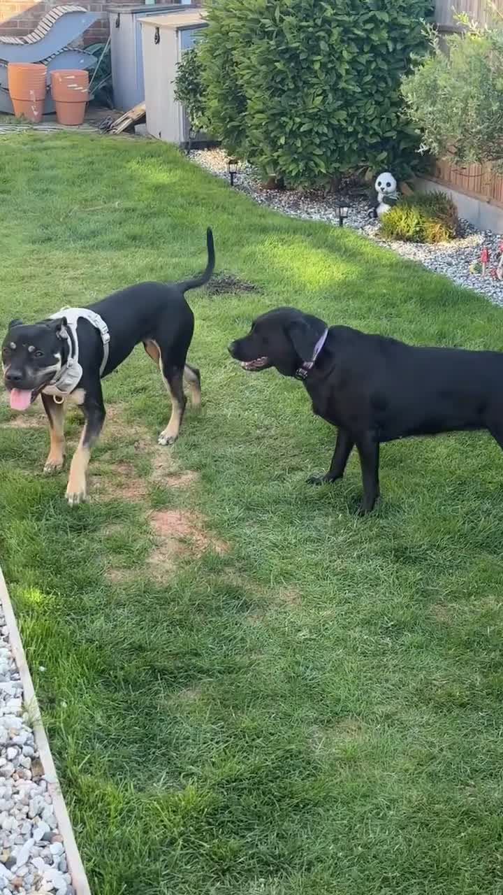 Presa Canario dogs for sale: Nyla 1 year old - Video 2