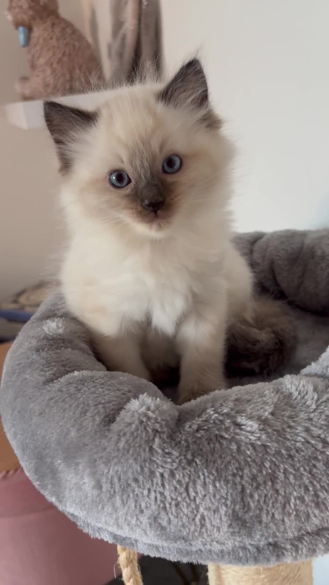 Ragdoll cats for sale: Beautiful ragdoll kittens for sale  - Video 1