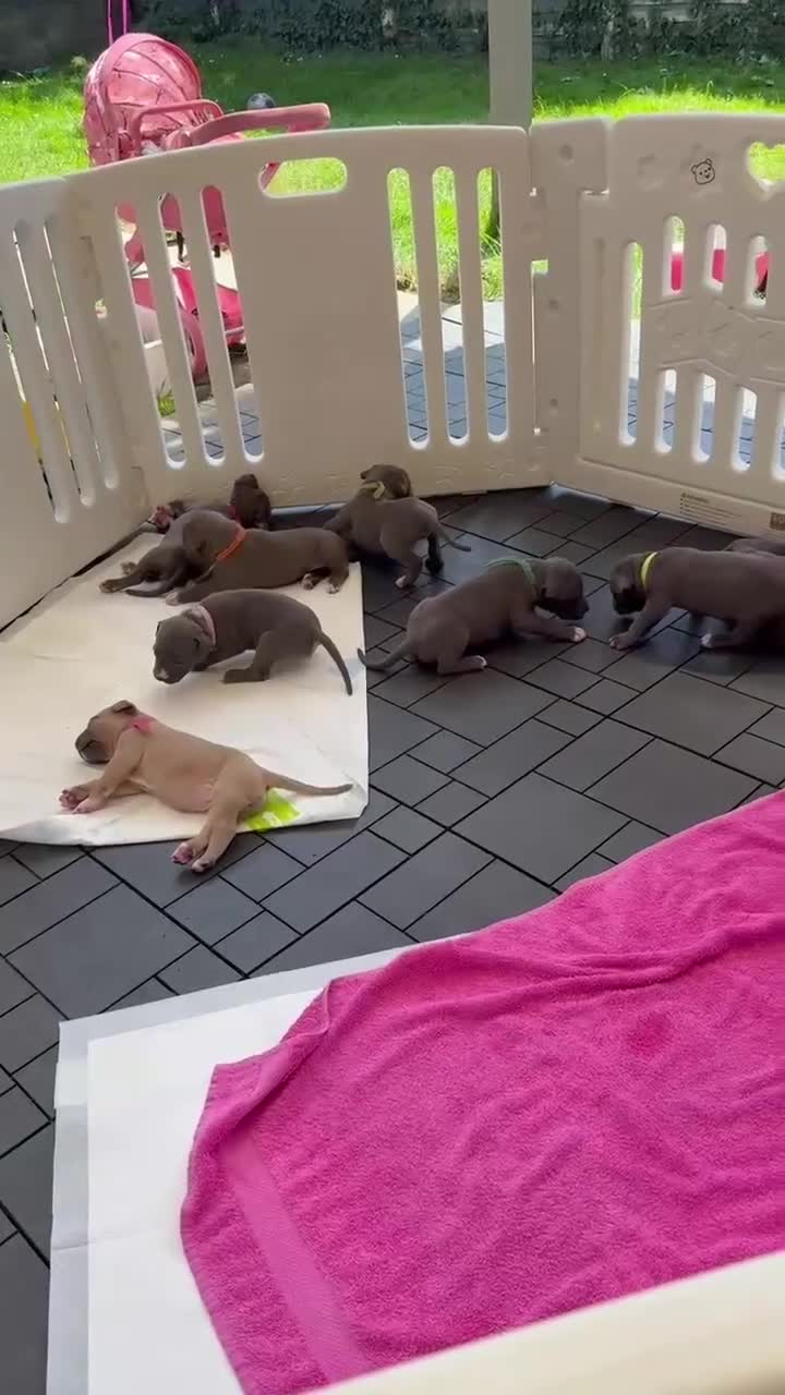 Staffordshire Bull Terrier dogs for sale: American Staffordshire terrier - Video 1