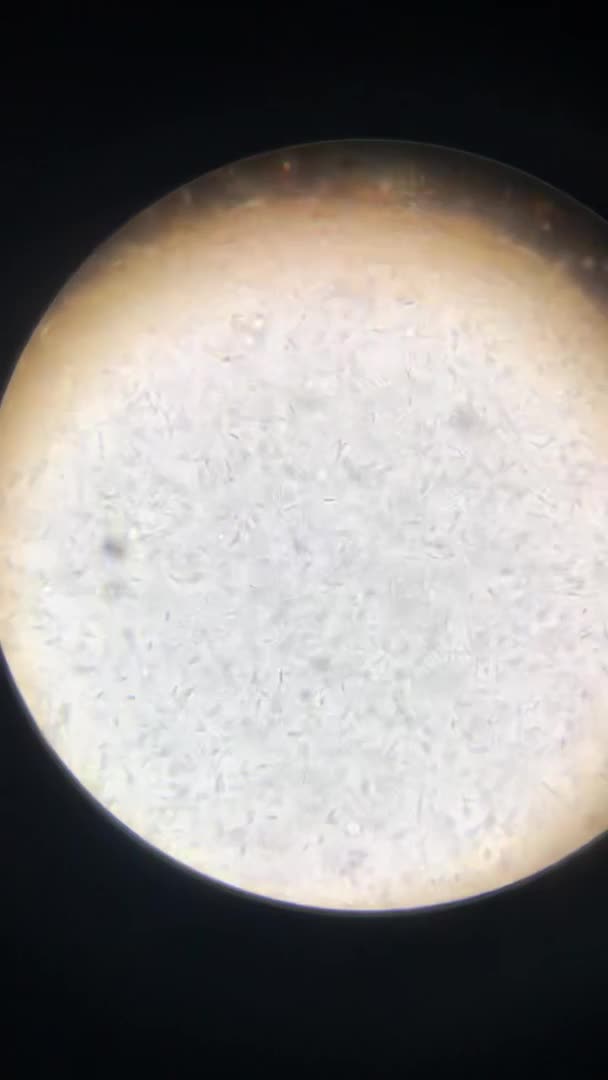 Boxer dogs for stud: Champion lined boxer for stud in Colwyn Bay - Video 2