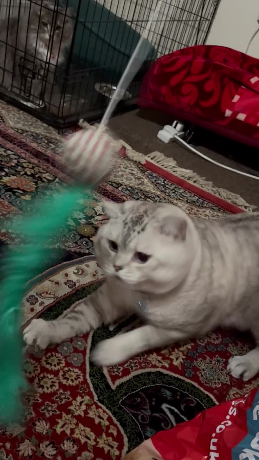 Mixed Breed cats for sale: 🩵 Blue eyed boy Brucie  🩵 - Video 1