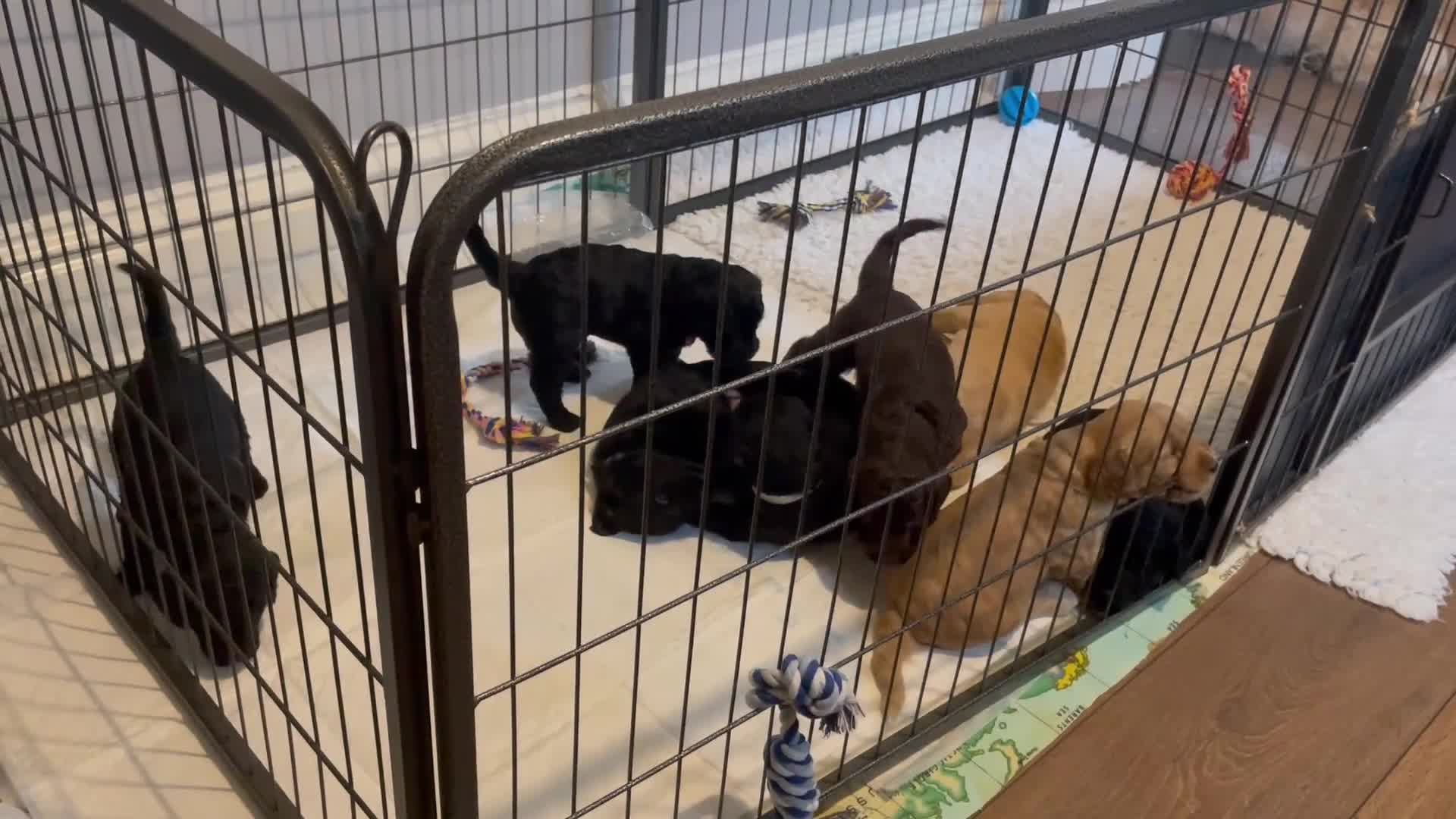 Double Doodle dogs for sale: Labradoodle/Sproodle X in Swindon - Video 1