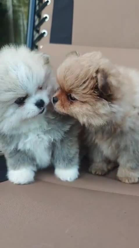 Pomeranian dogs for sale: KC  **  Pure Pomeranian,Teddy Bear Type - Video 1