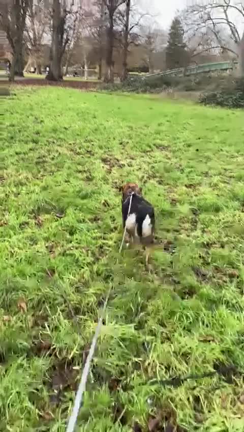 Mixed Breed dogs for adoption: Meet Little BEAR, a Lovely but naughty Boy... - Video 3