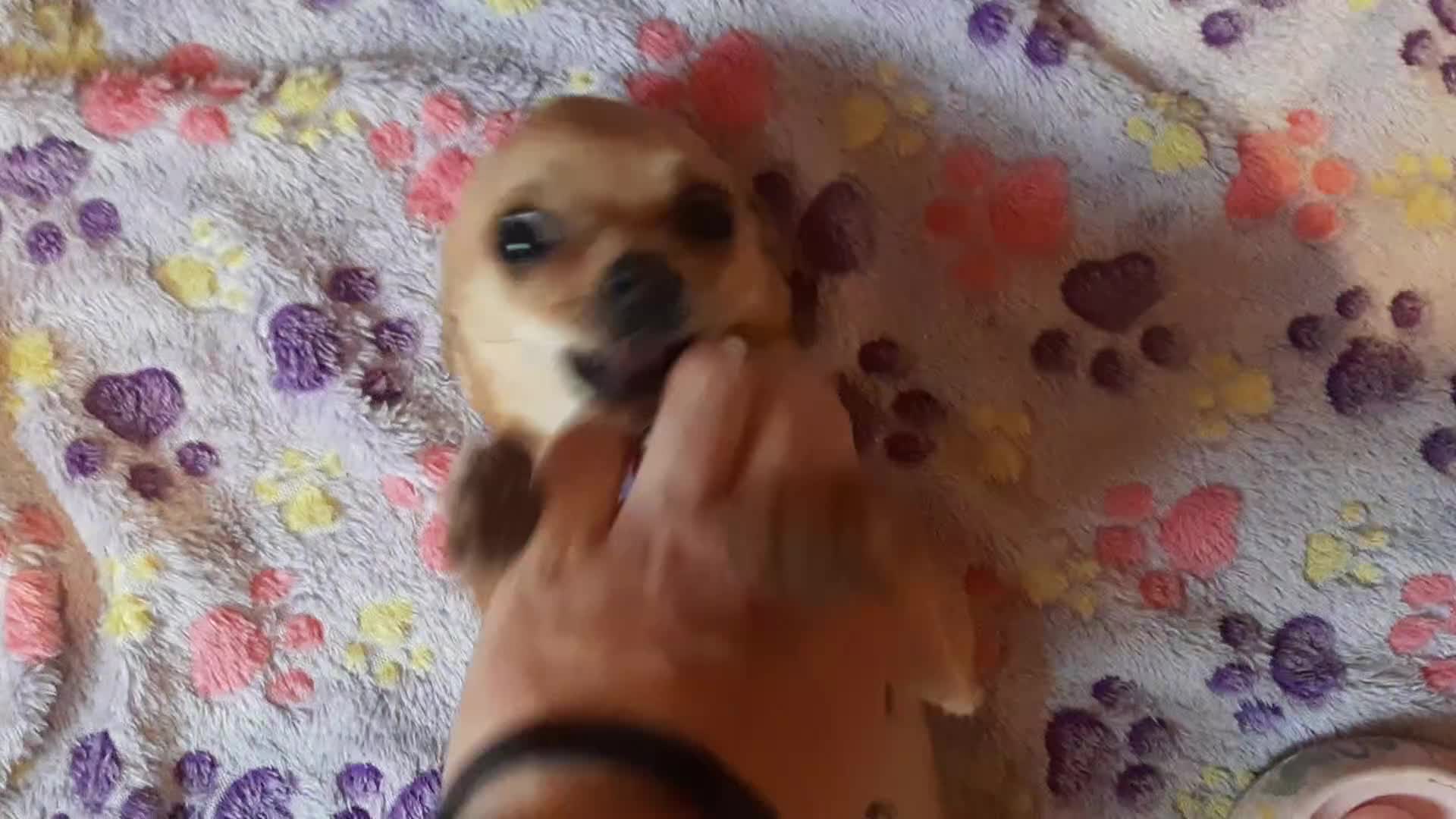 Chihuahua dogs for sale: AVAILABLE: PRICE LOWERED - Video 3