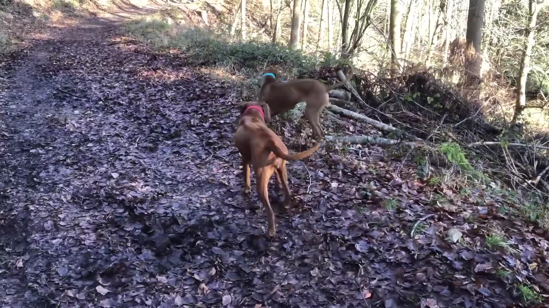 Rhodesian Ridgeback dogs for sale: Rhodesian Ridgebacks: Exceptional, 4th Generation - Video 1