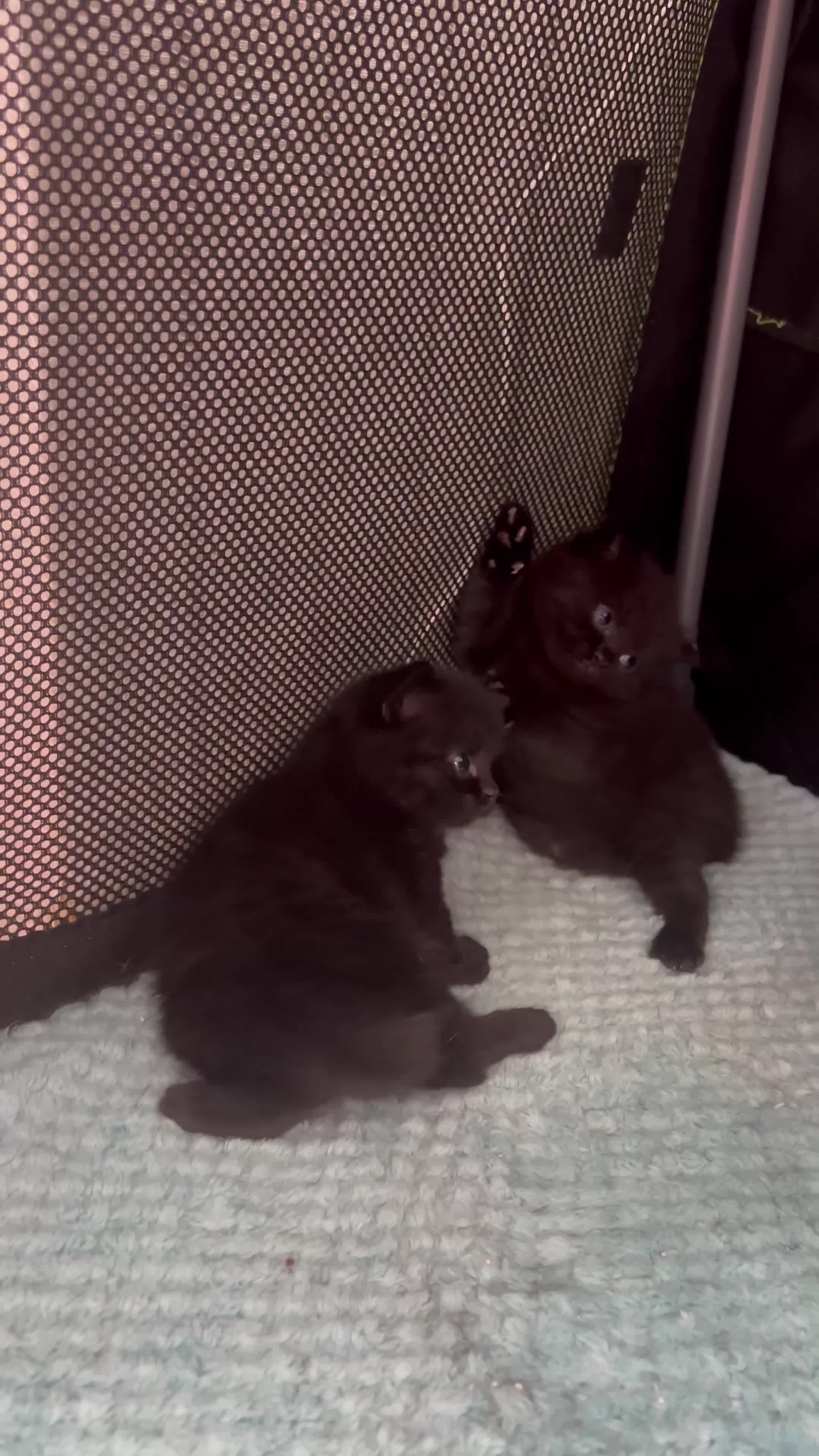 British Shorthair cats for sale: Two Diminutive Overlords Seeking Human Staff - Video 1