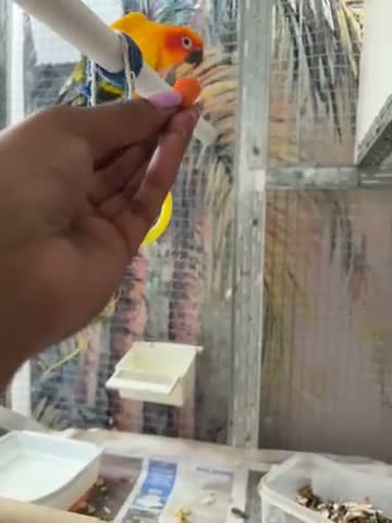 Conures birds for sale: Sun conure - Video 1