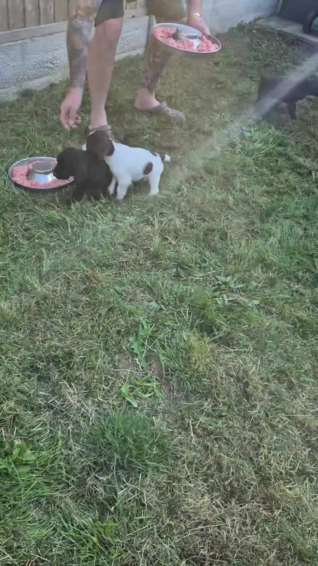 Sprocker dogs for sale: Sprocker F1  - Video 1