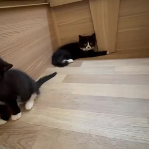 British Shorthair cats for sale: Gorgeous British Shorthair kittens! - Video 3