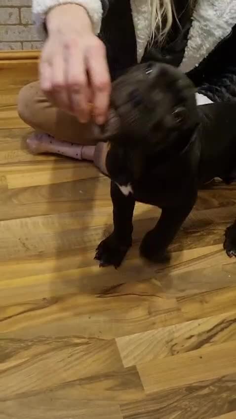Cane Corso dogs for sale: Merle and brindle cane corso - Video 1