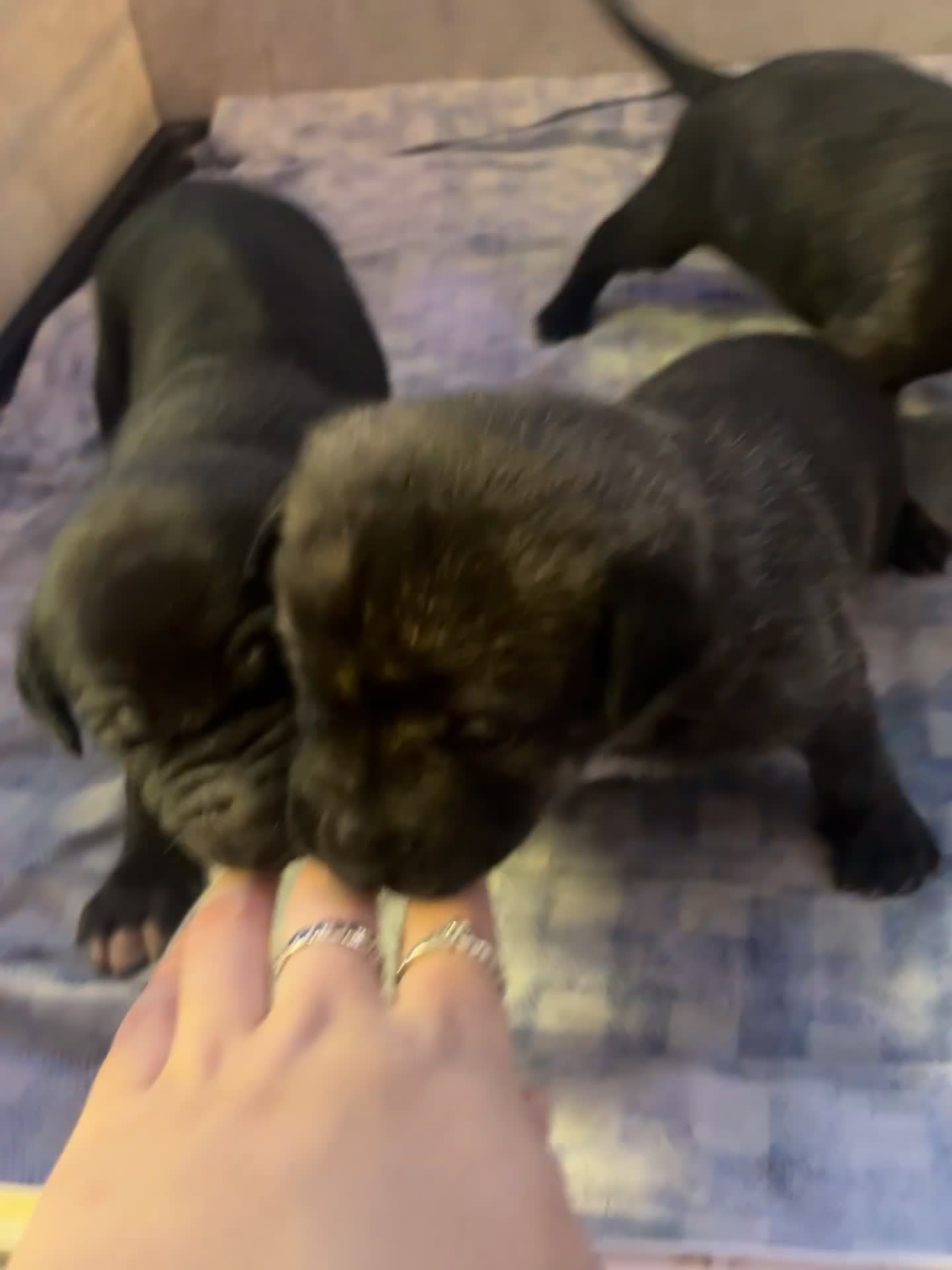 Mixed Breed dogs for sale: Lurcher x sharp pei - Video 4