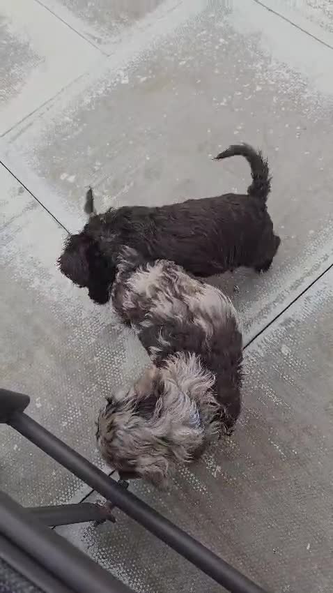 Mixed Breed dogs for sale: CAVAPOO PUPPIES FOR SALE - Video 1