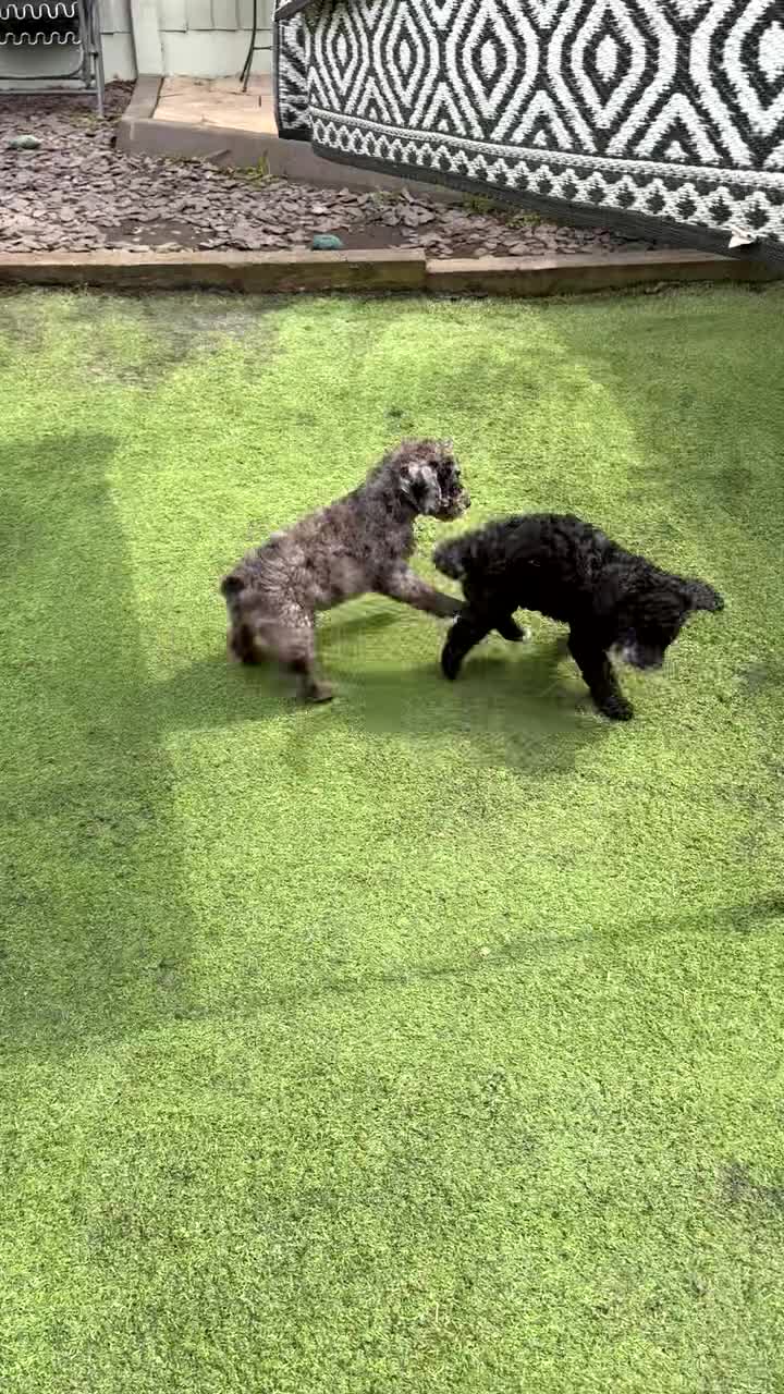 Cockapoo dogs for sale: Stunning F1B Cockapoos READY NOW!🐶  - Video 1