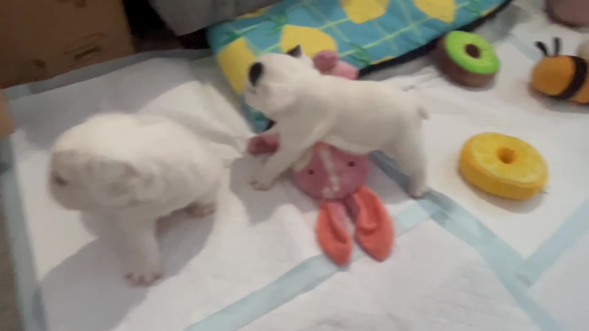 French Bulldog dogs for sale: Fluffy French Bulldogs  - Video 3