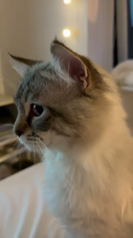 Ragdoll cats for sale: ✨🥺 Beautiful Ragdoll Looking for a Forever Home - Video 1