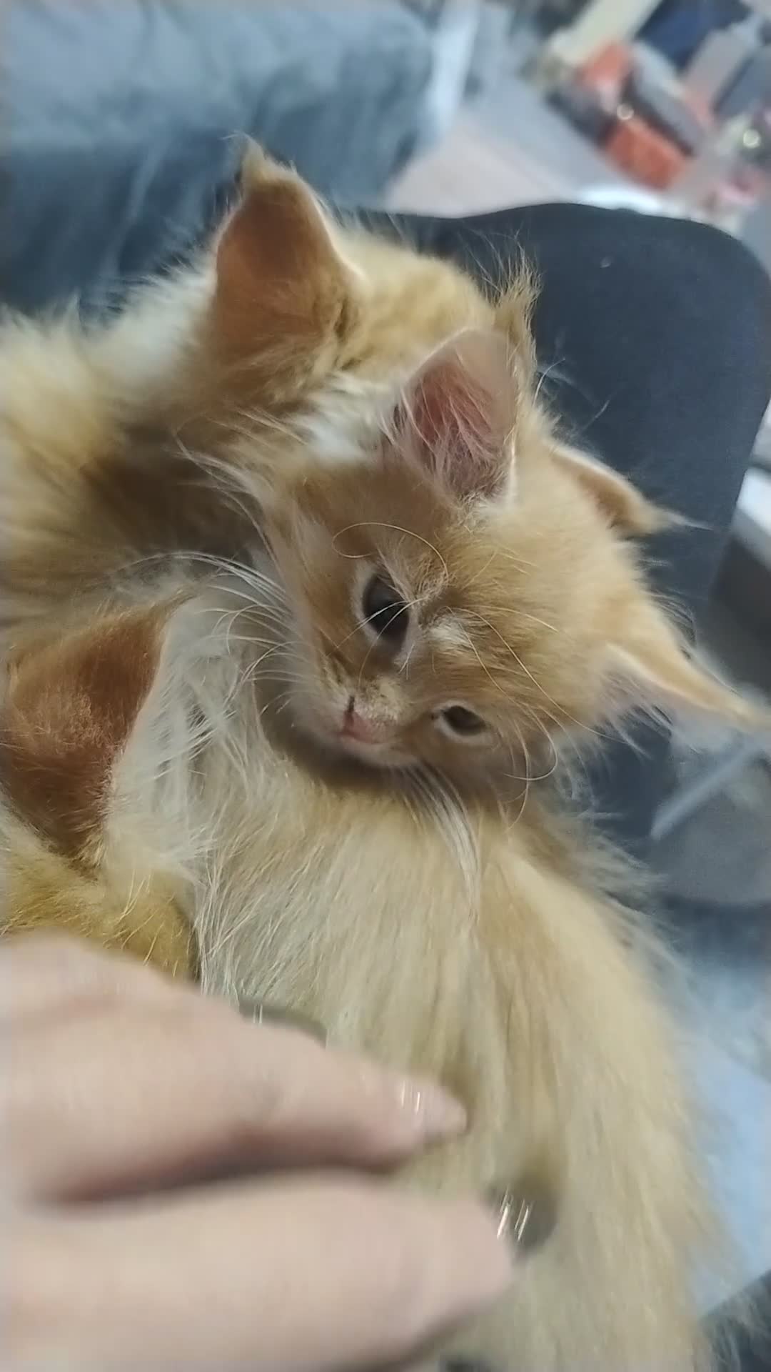 Maine Coon cats for sale: LAST 2! Ginger Girl & Boy full Maine Coon Kittens - Video 1