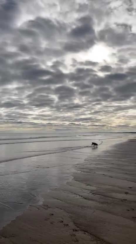 Cocker Spaniel dogs for adoption: Handsome & loyal REGGIE needs a new Loving Home - Video 3