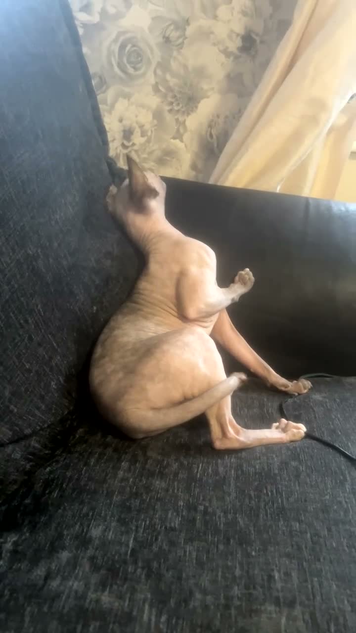 Sphynx cats for sale: My gorgeous pair  - Video 1