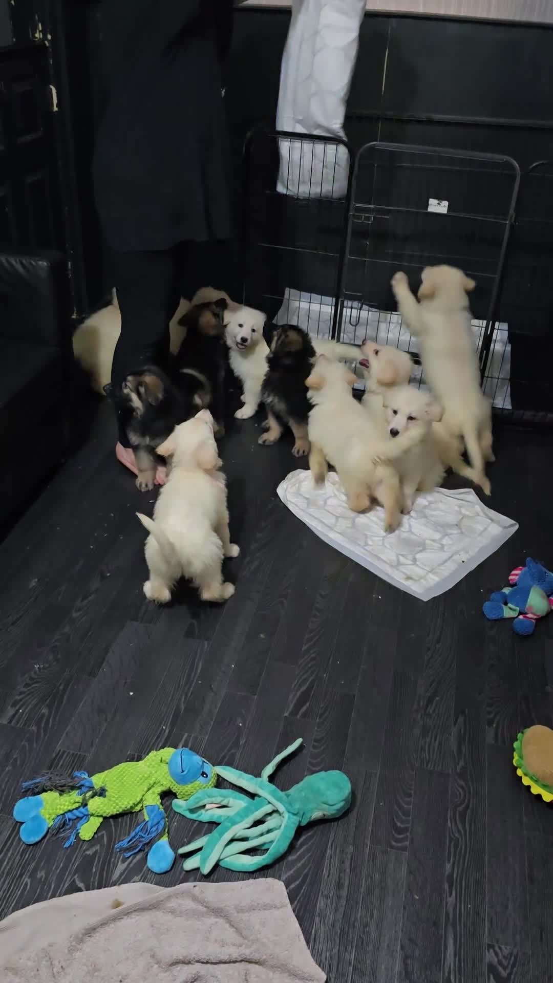 German Shepherd dogs for sale: Last 2 looking for their forever home - Video 2