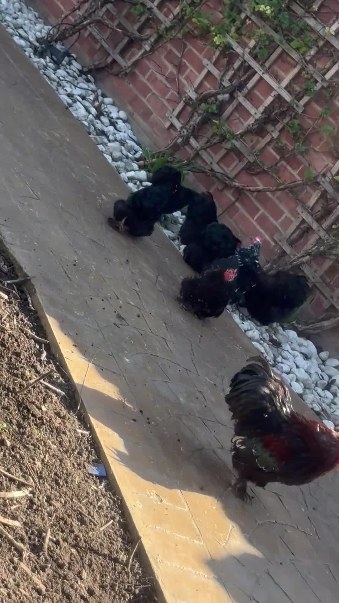 Chickens poultry for sale: Healthy Chickens for Sale – Great Egg Layers 🐔🥚 in Romford - Video 2