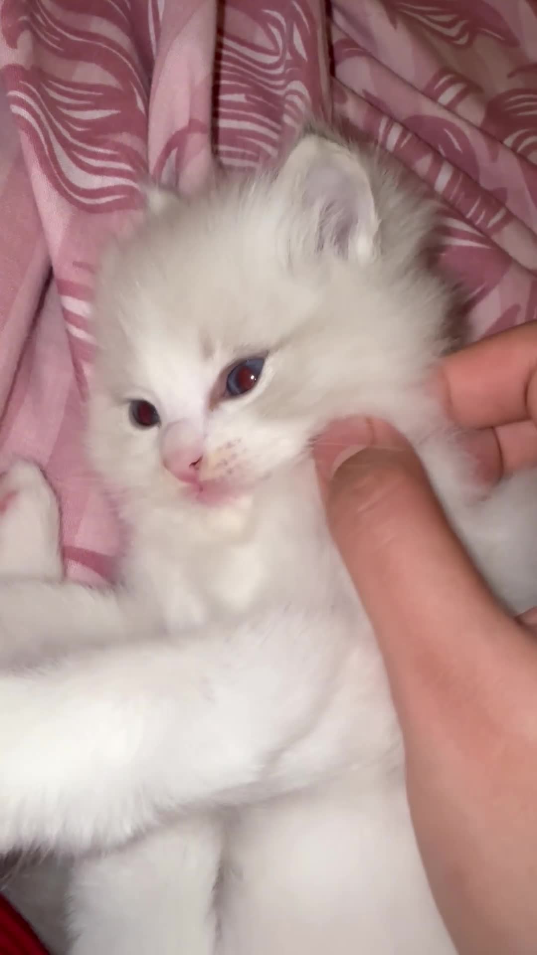 Ragdoll cats for sale: Beautiful Fluffy Ragdoll Kittens –One Boy&One Girl - Video 2