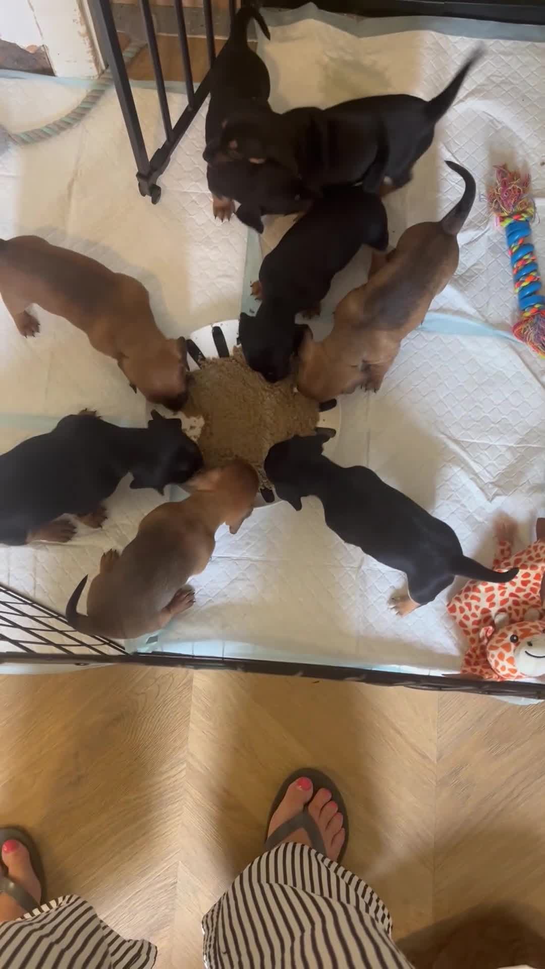 Mixed Breed dogs for sale: Miniature Dachshund cross puppies  - Video 3