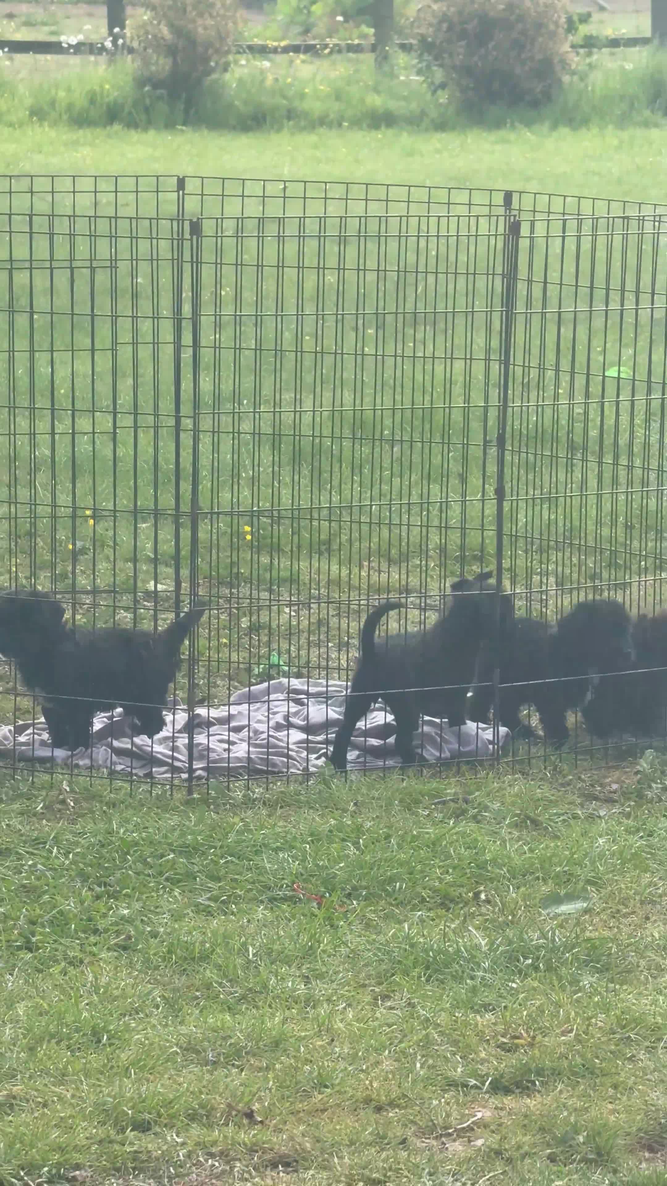 Cockapoo dogs for sale: Cockerpoos in Hailsham - Video 1