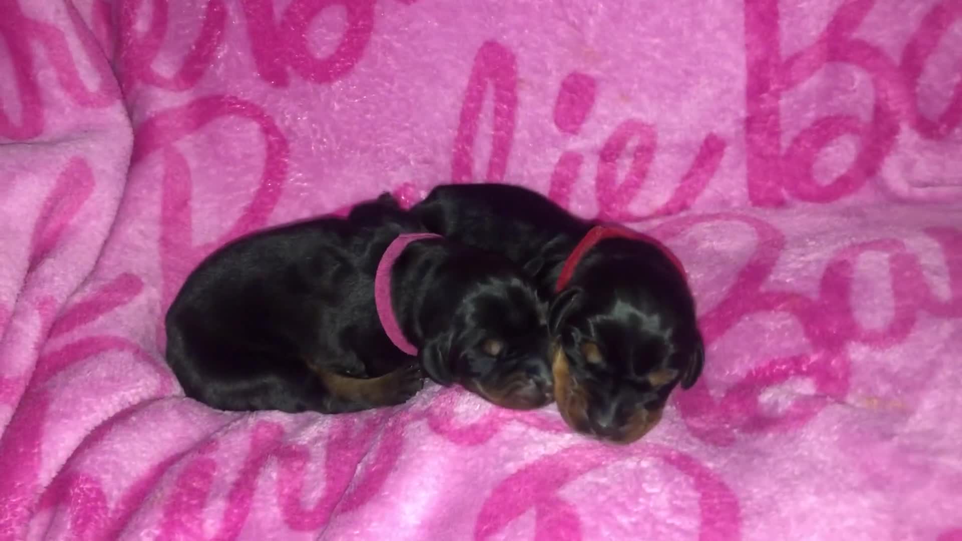 Dobermann dogs for sale: European Dobermann puppies for sale  - Video 1