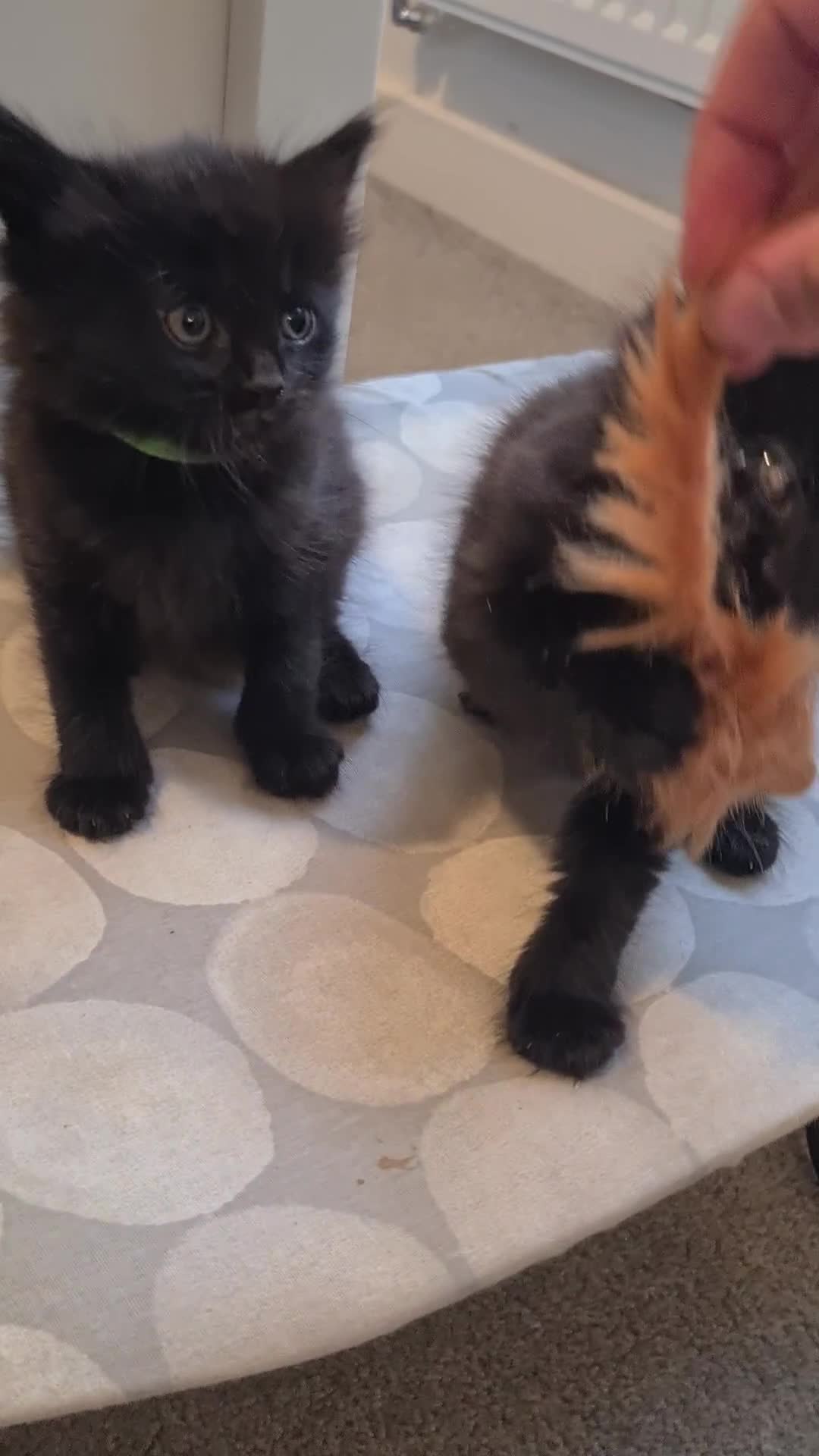 Mixed Breed cats for sale: Beautiful fluffy kittens available to reserve!  - Video 4