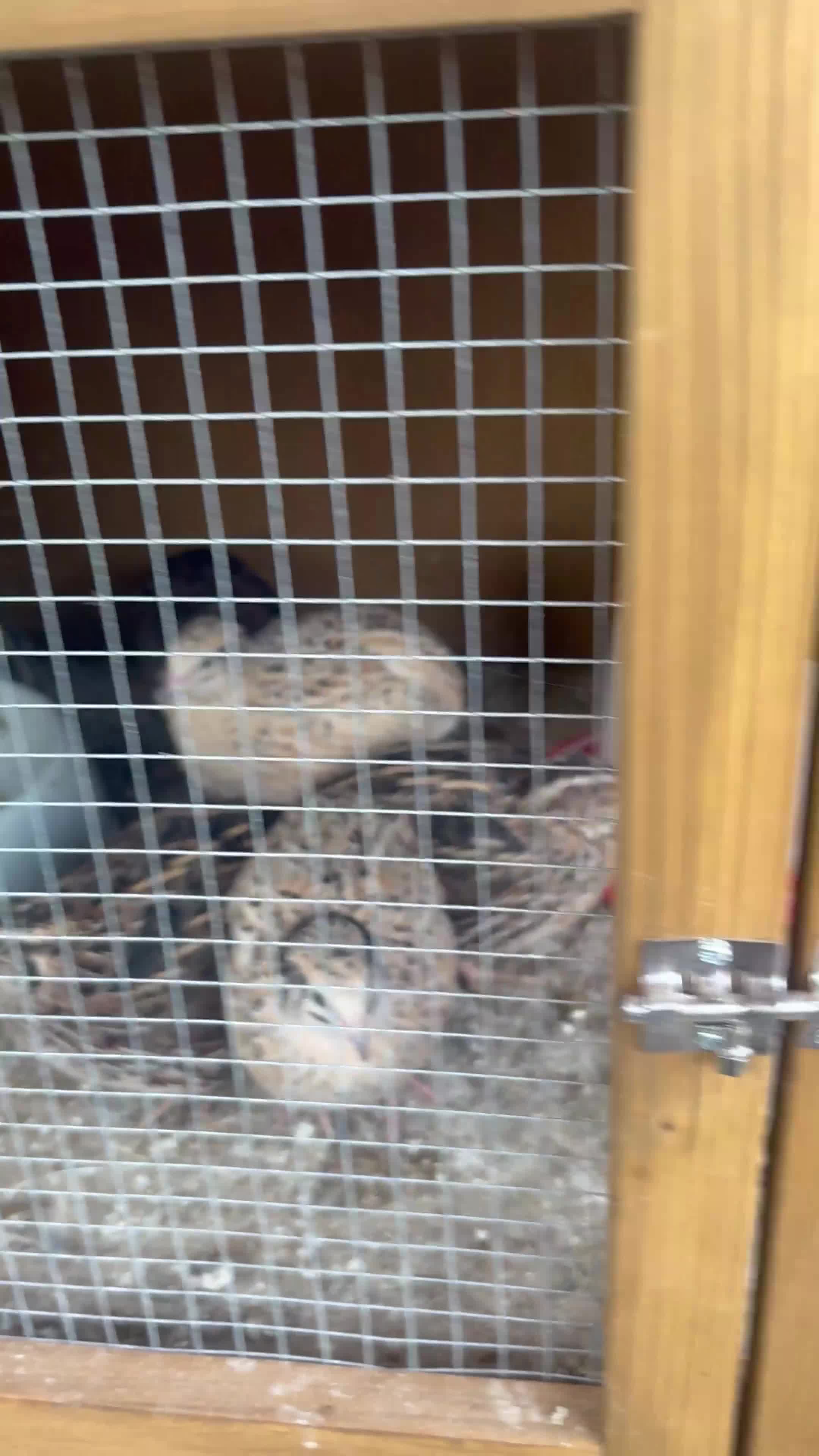 Quail poultry for sale: Quails for sale - Video 1