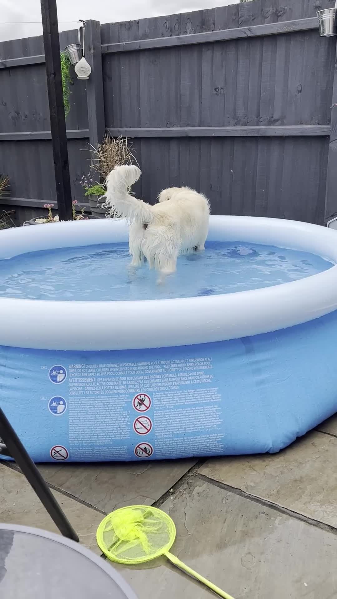 Golden Retriever dogs for sale: 3 year old golden retriever  - Video 1