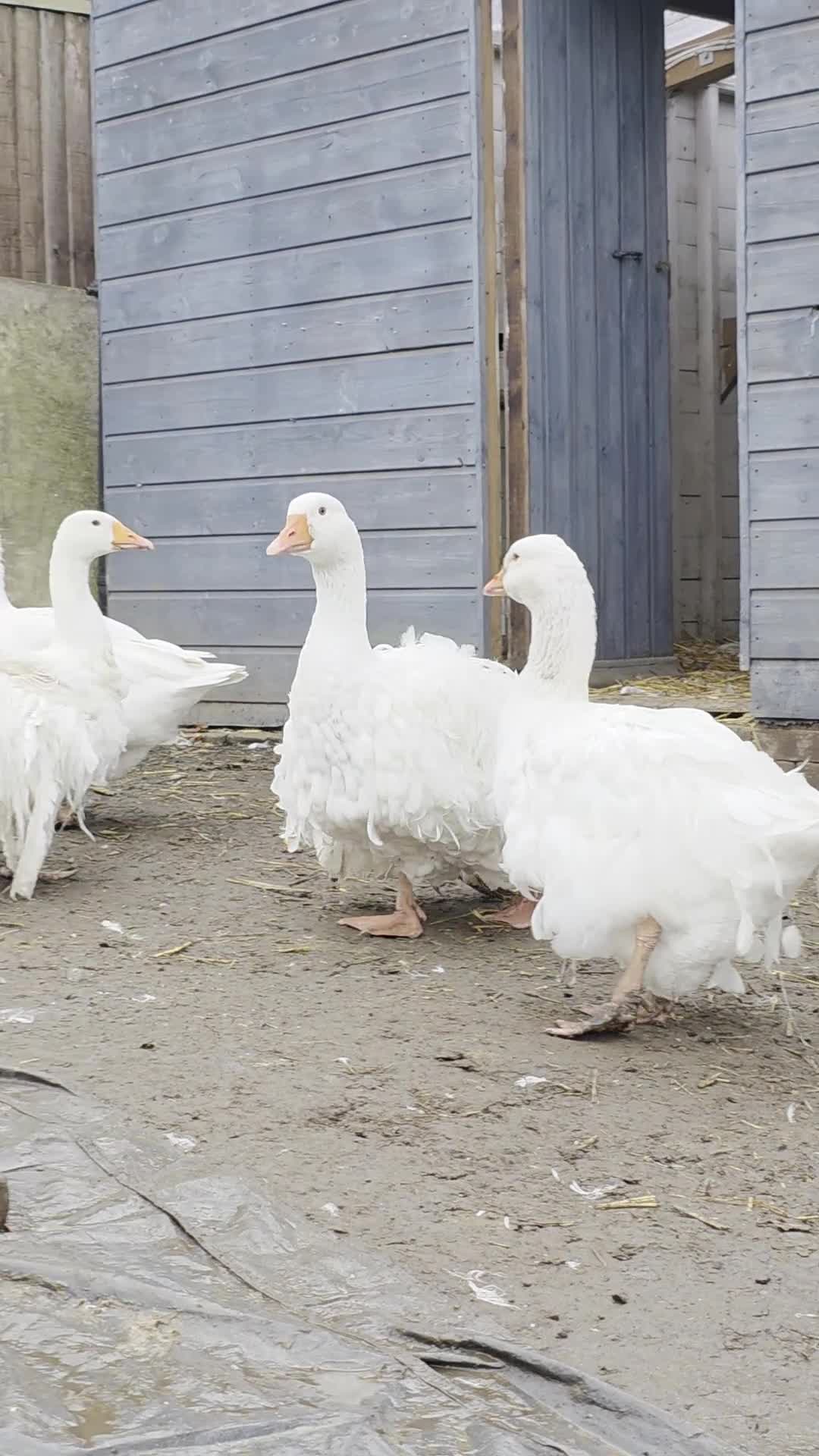 Geese poultry for sale: Sebastopol Ganders - Video 1