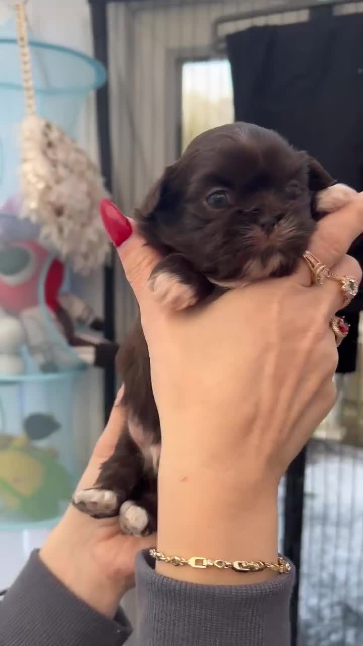 Shih Tzu dogs for sale: Full imperial Shih Tzu  - Video 1