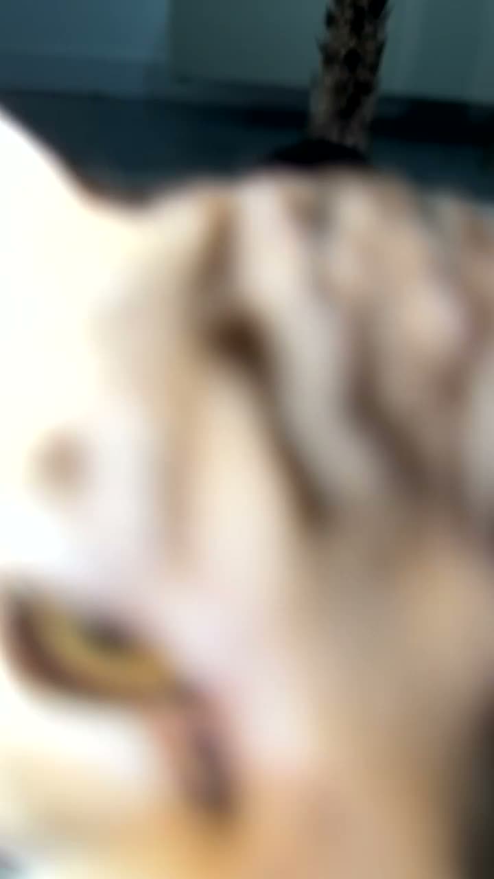 Bengal cats for sale: Snow Mink Bengal full breed  - Video 3
