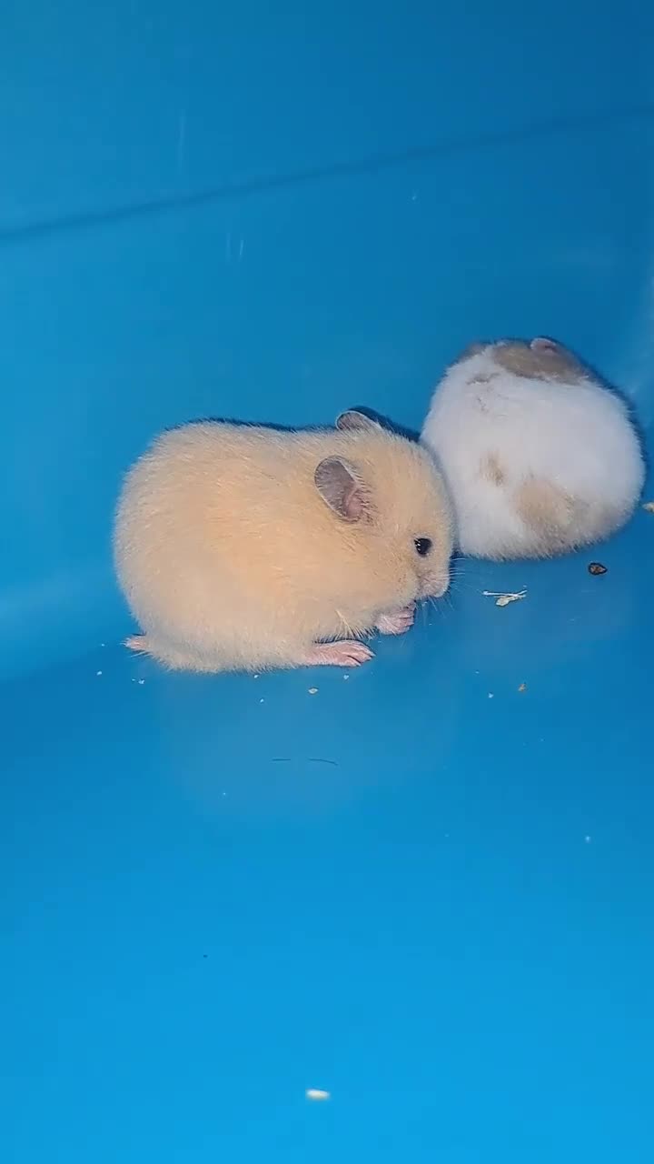 Hamster rodents for sale: Sirian hamsters - Video 4