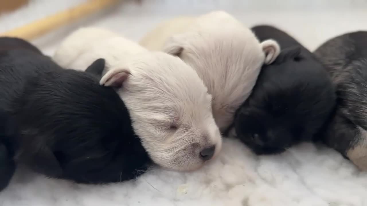 Miniature Schnauzer dogs for sale: Beautiful KC Registered Miniature Schnauzers - Video 1
