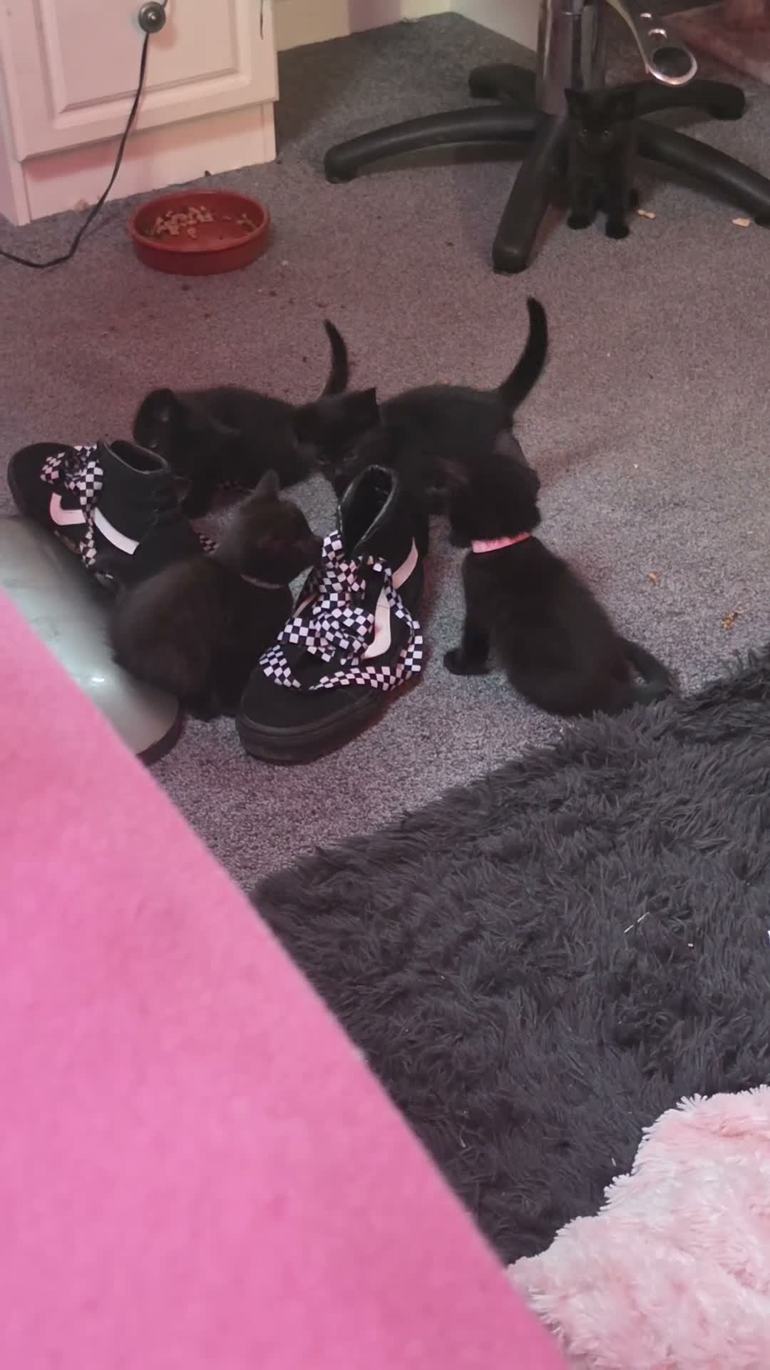 Mixed Breed cats for sale: Beautiful Kittens Looking for Their Forever Homes  - Video 2