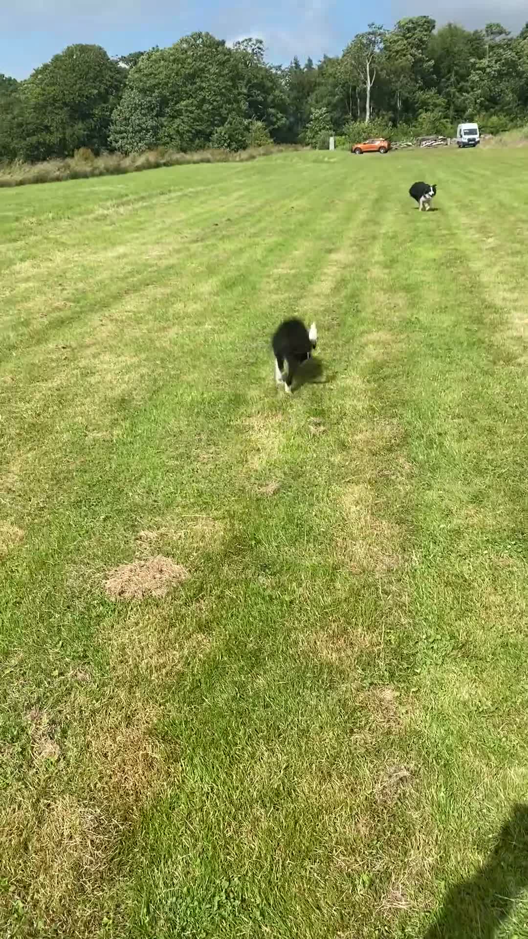 Border Collie dogs for sale: Classic Long Coated B&W Border Collie Boy Pup - Video 1